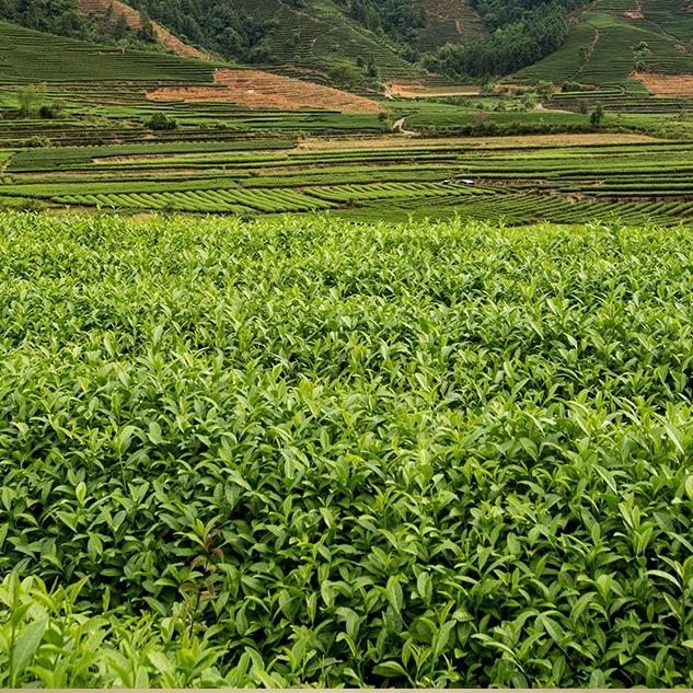 福鼎市中闽优茶