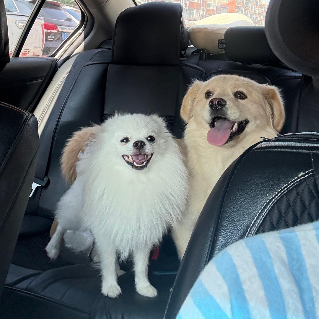 团子和大福（双狗日记）