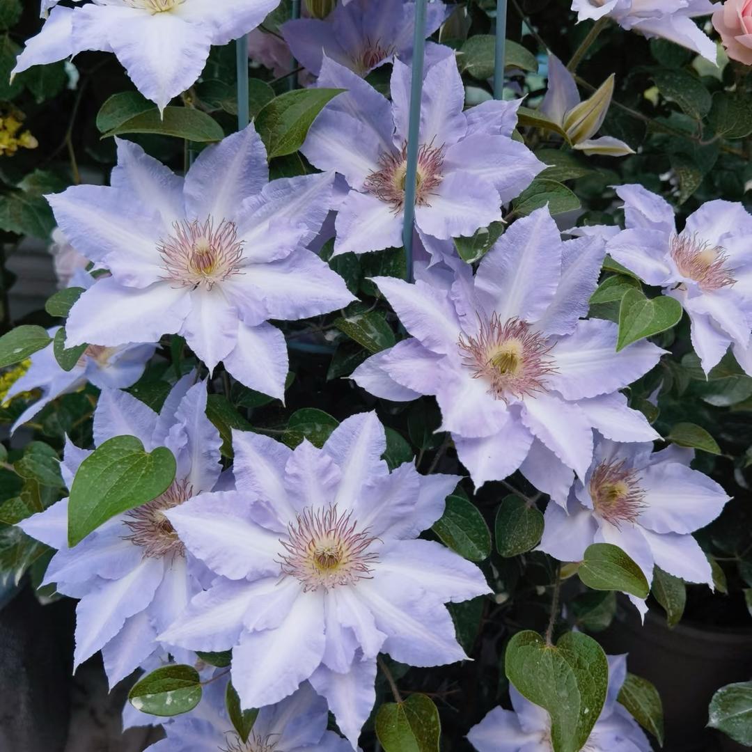 苏州铁线莲基地