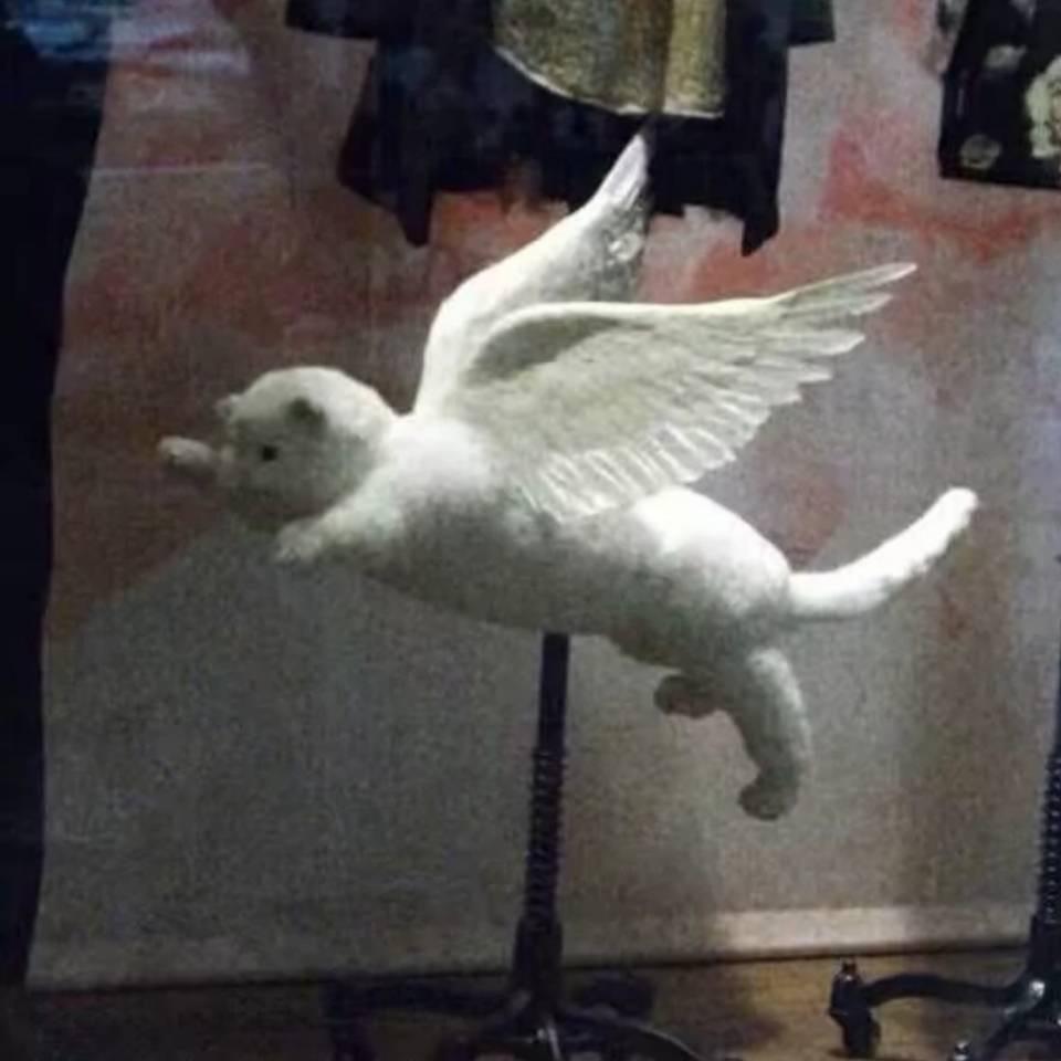 哇噻-