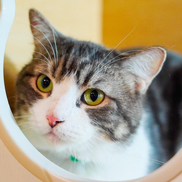 芫茜就是香菜啊