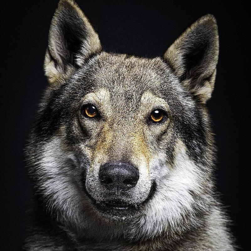 狼族守卫犬舍 捷克狼犬繁殖基地
