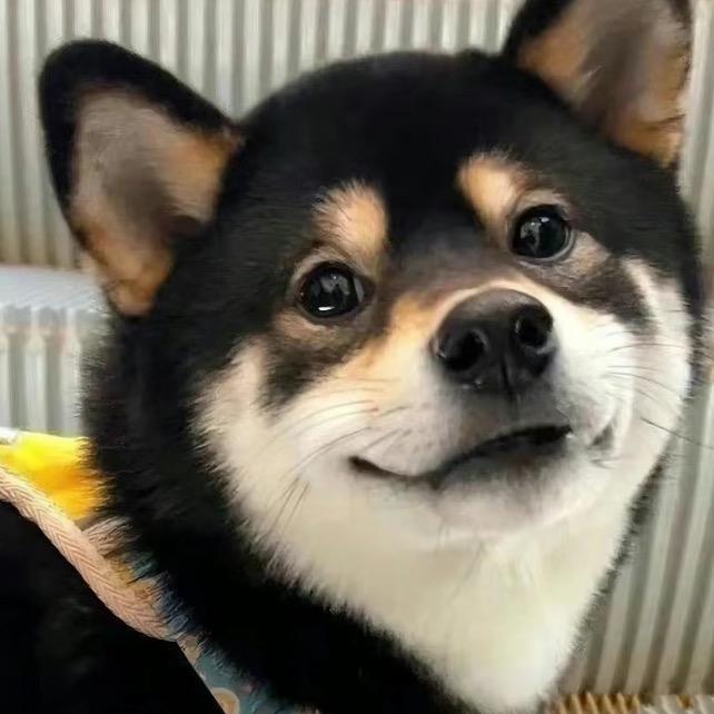 淘狗日记