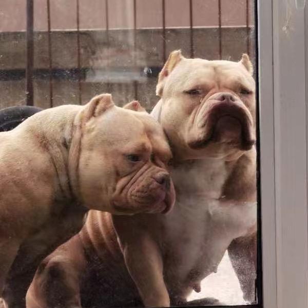 海乔的美国恶霸犬