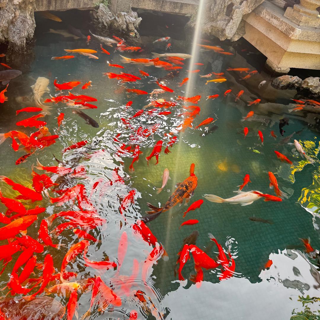 雞崽崽