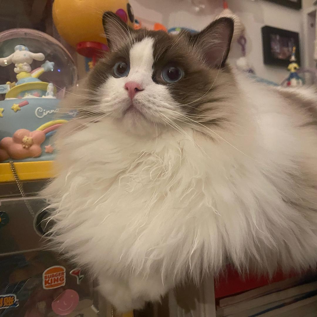 波西の治愈星球🌈