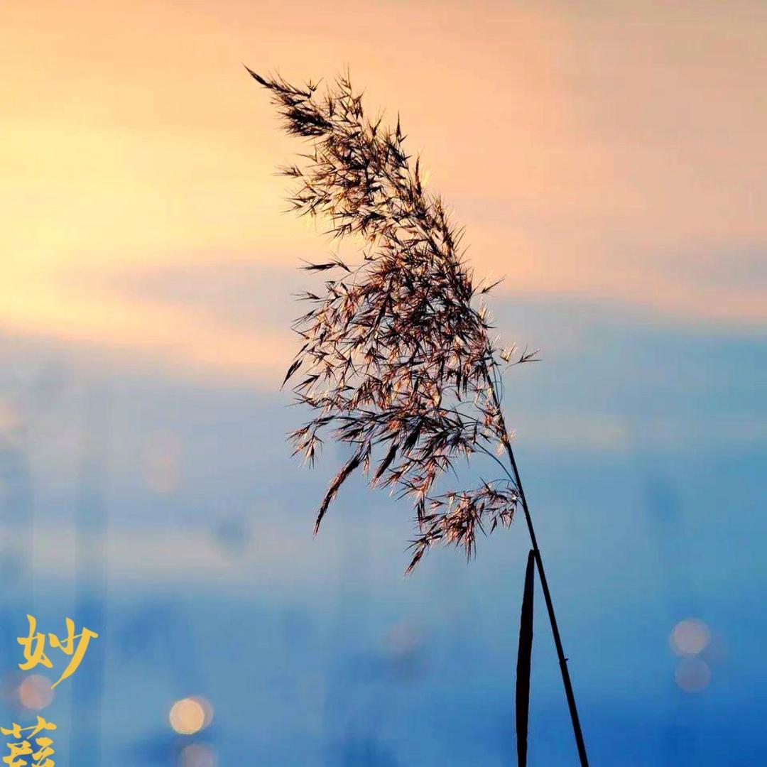 ☘️妙葭（jia）