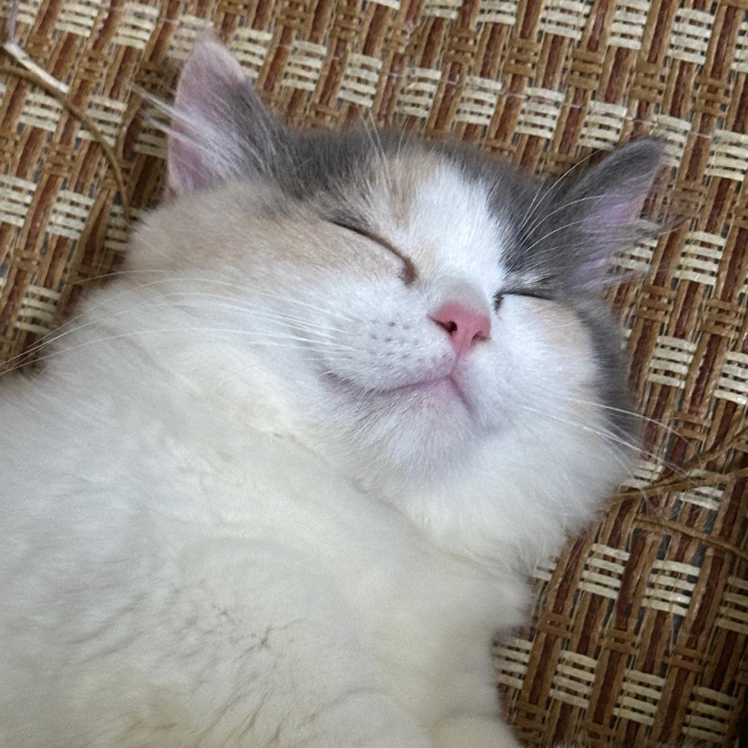 二一🐈