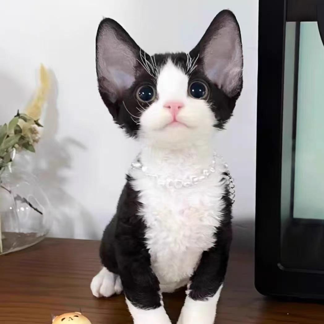 DY等级号-高的等级直播号