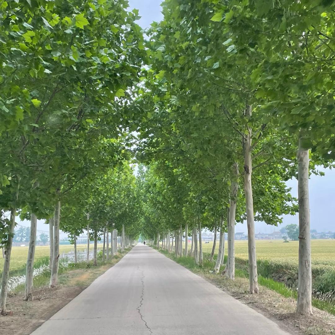 无絮杨树苗批发基地