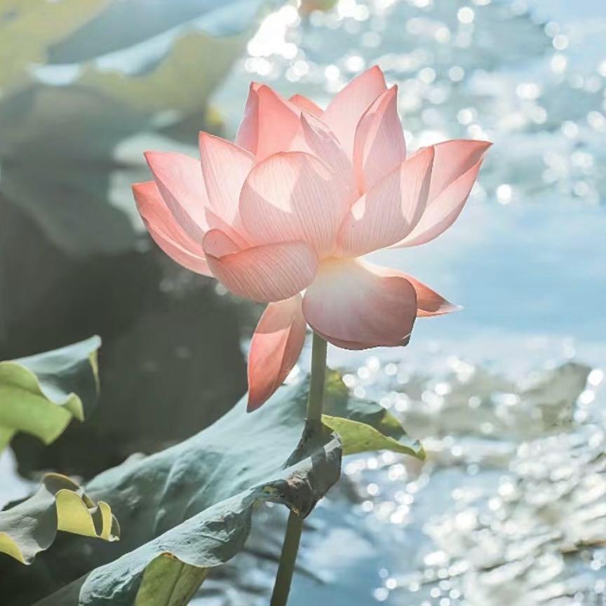 踏雾而来