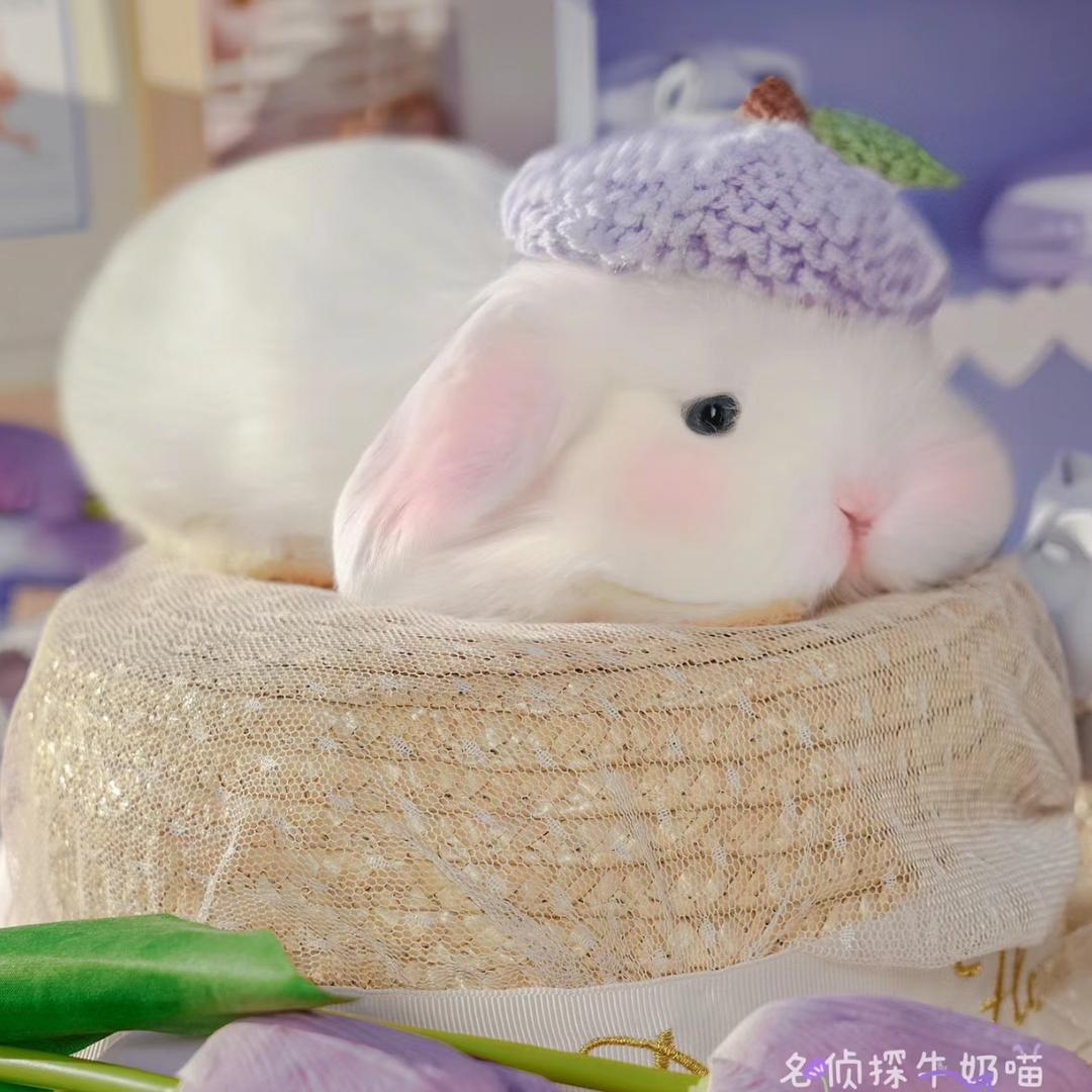 月亮上的垂耳兔