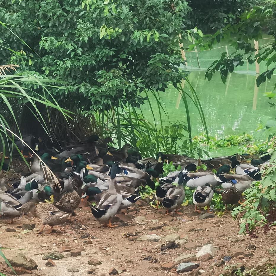 潜山县三丙赵家湖绿色农产品有限公司