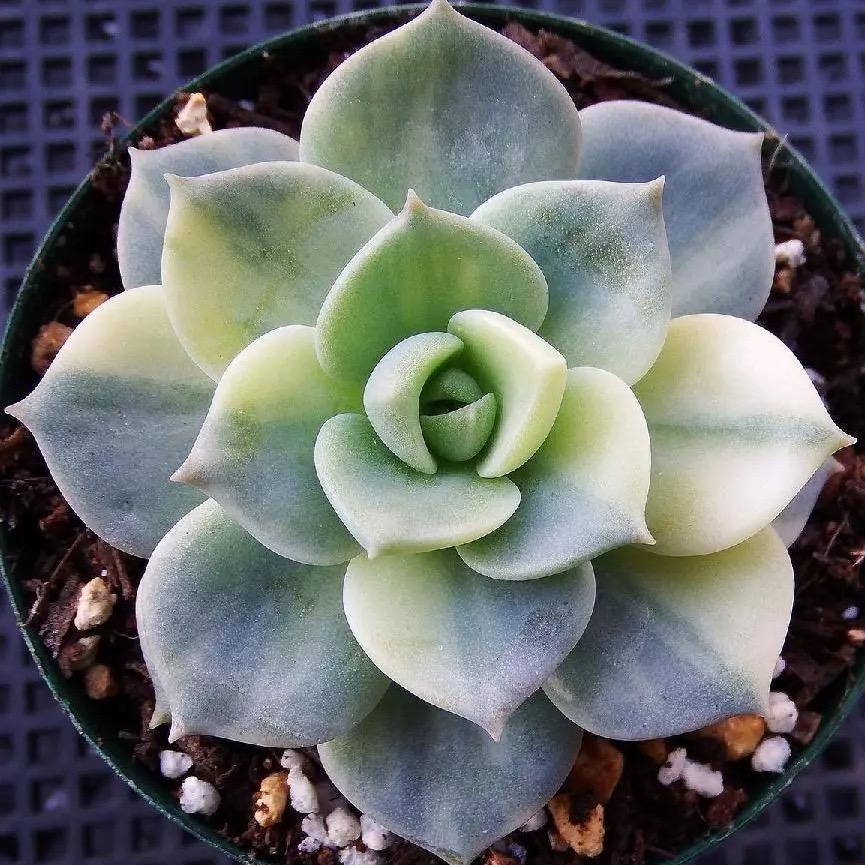 🍀多肉丸子🍀