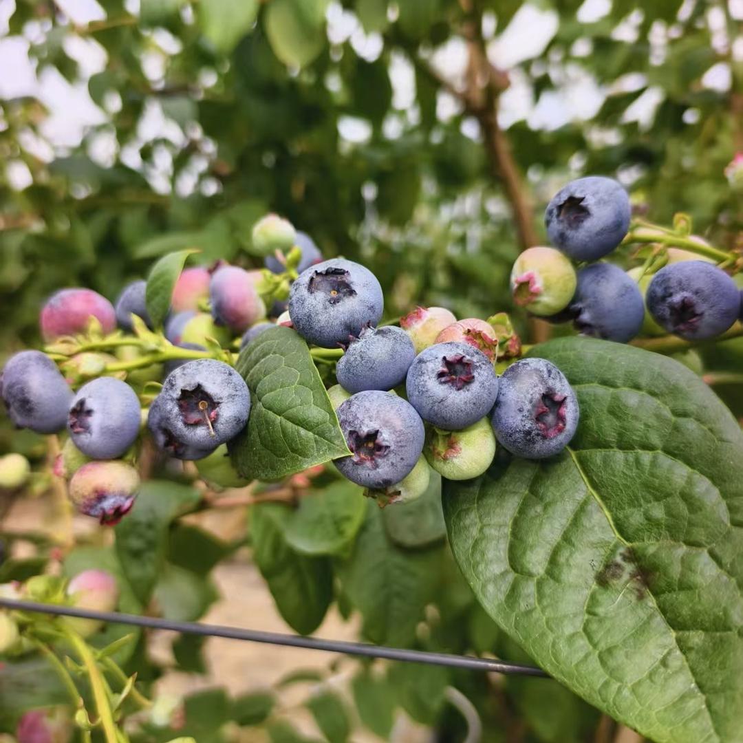 七饭饭鲜果臻选阁