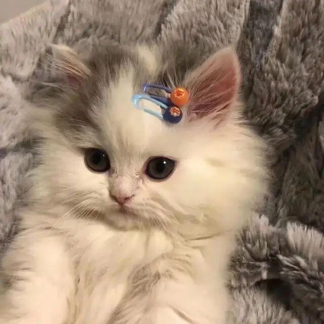 迷离