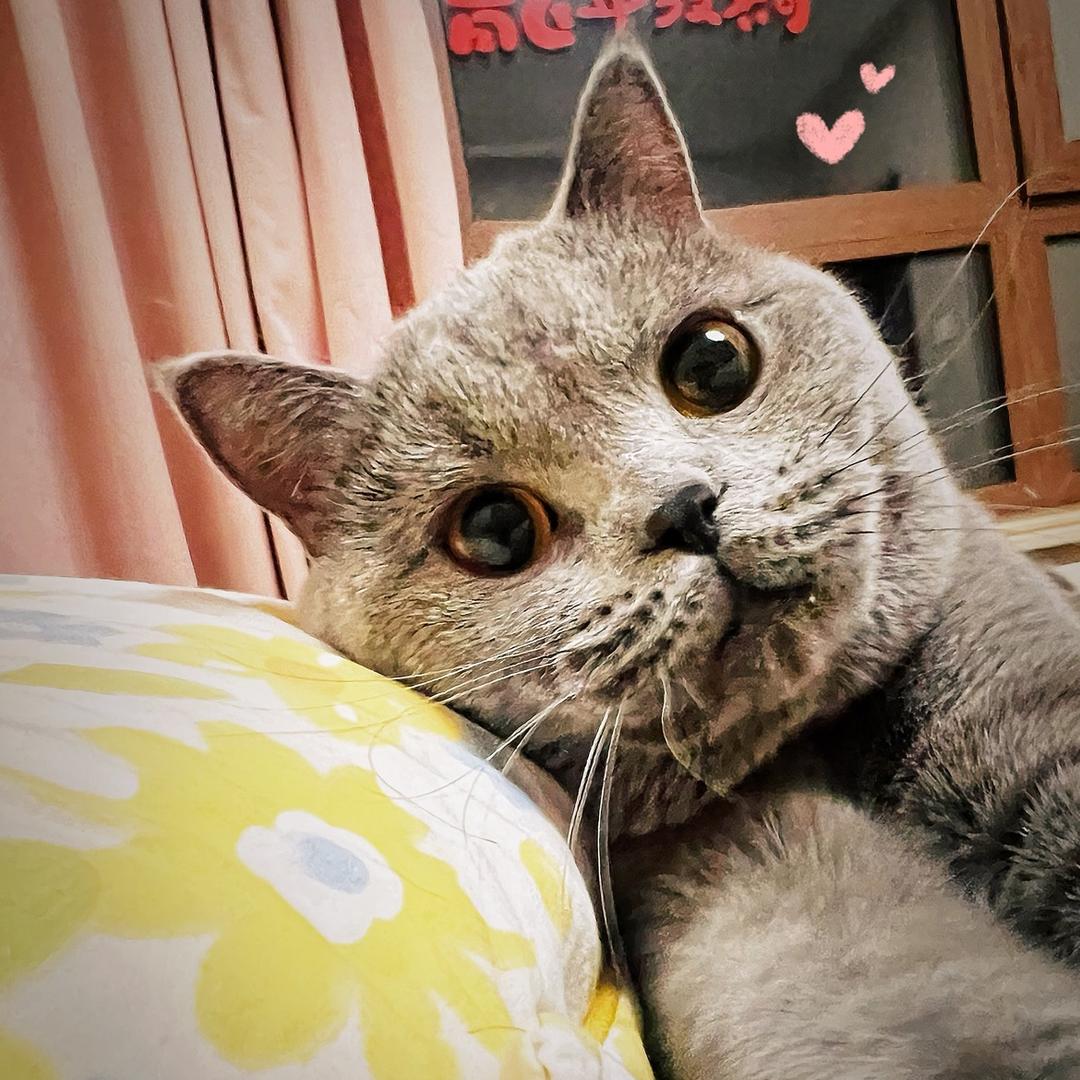 薇薇吖🧸