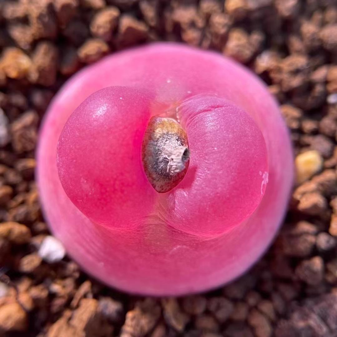 老表肉锥生石花