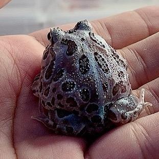 角蛙大世界宠爬部落