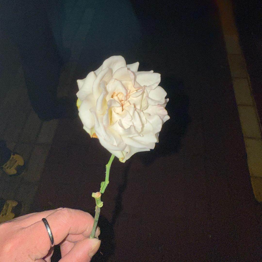 林北我叫派大星
