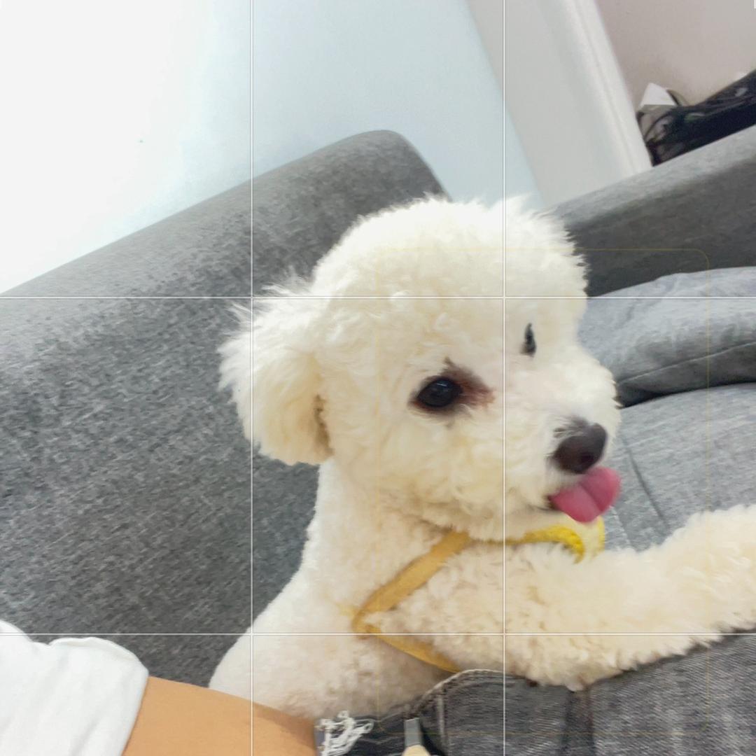 狼