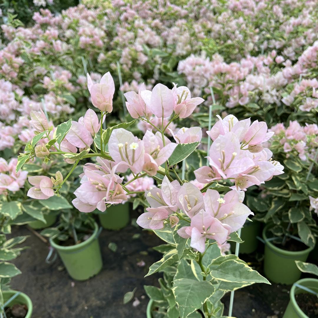 秋伟三角梅十三号店