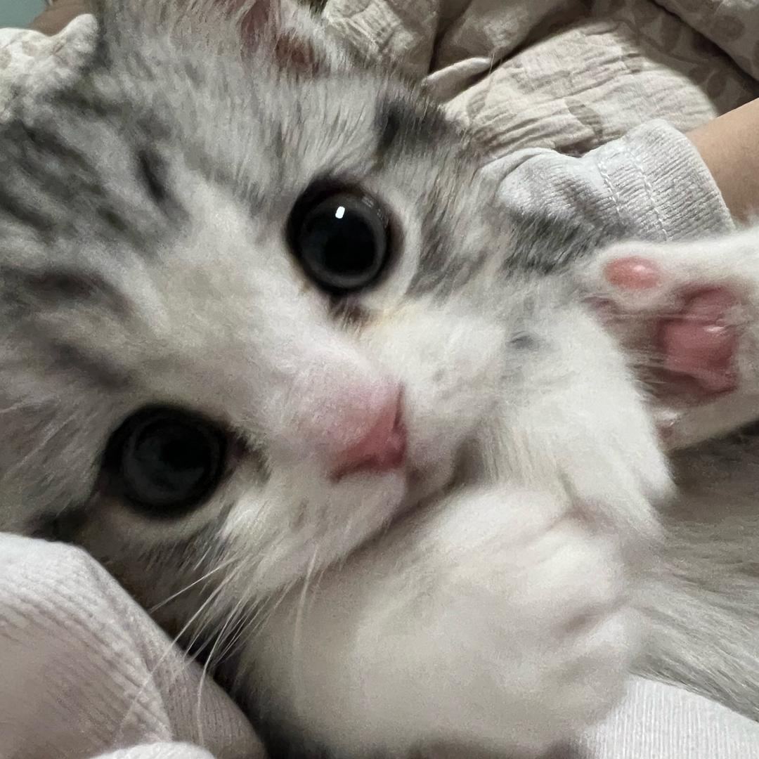坦克一斤半🐱