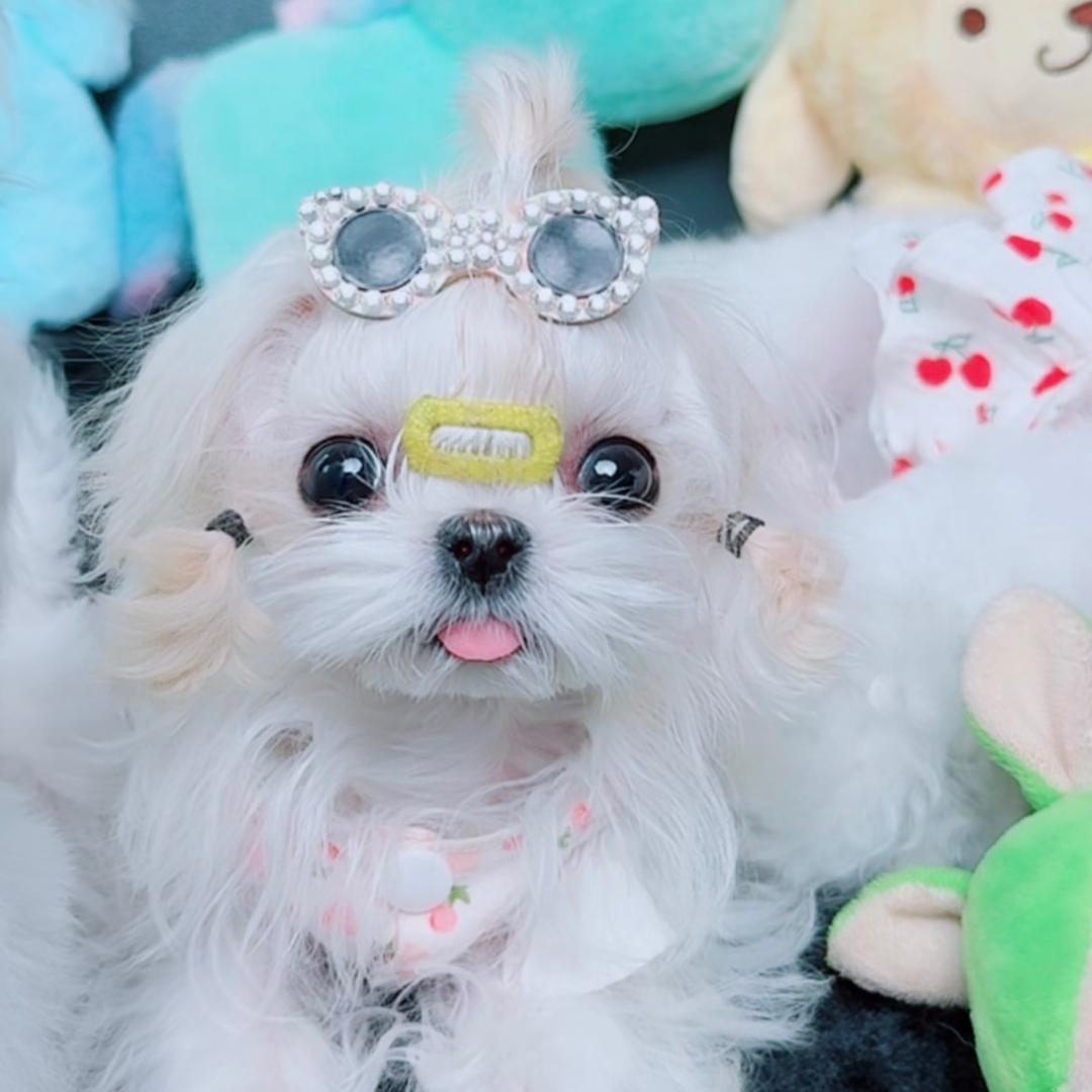 九哥 家🐶马尔济斯