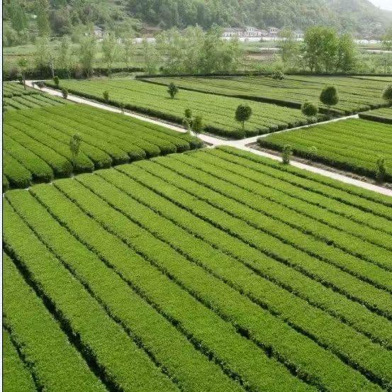 平利茶业