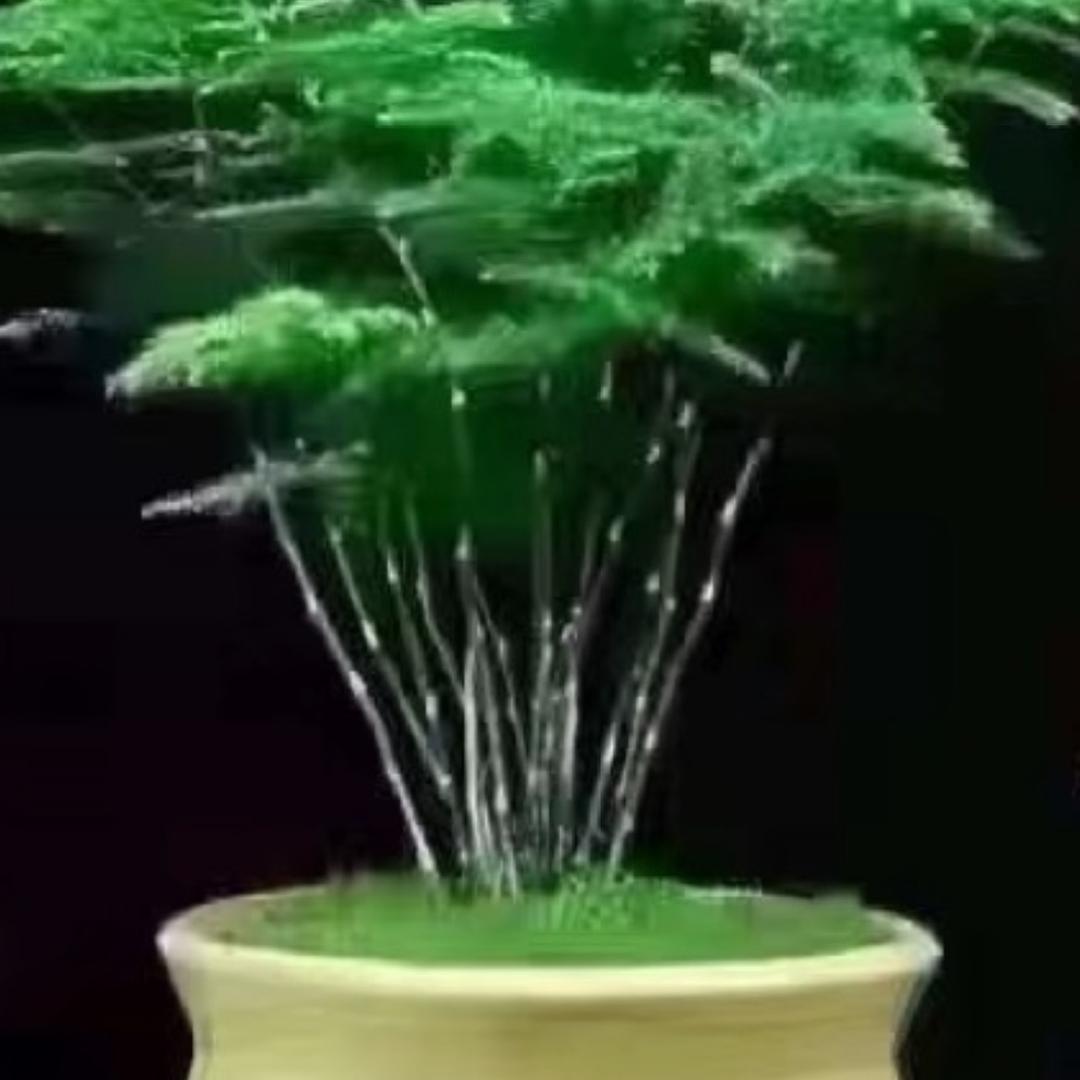 兰兰