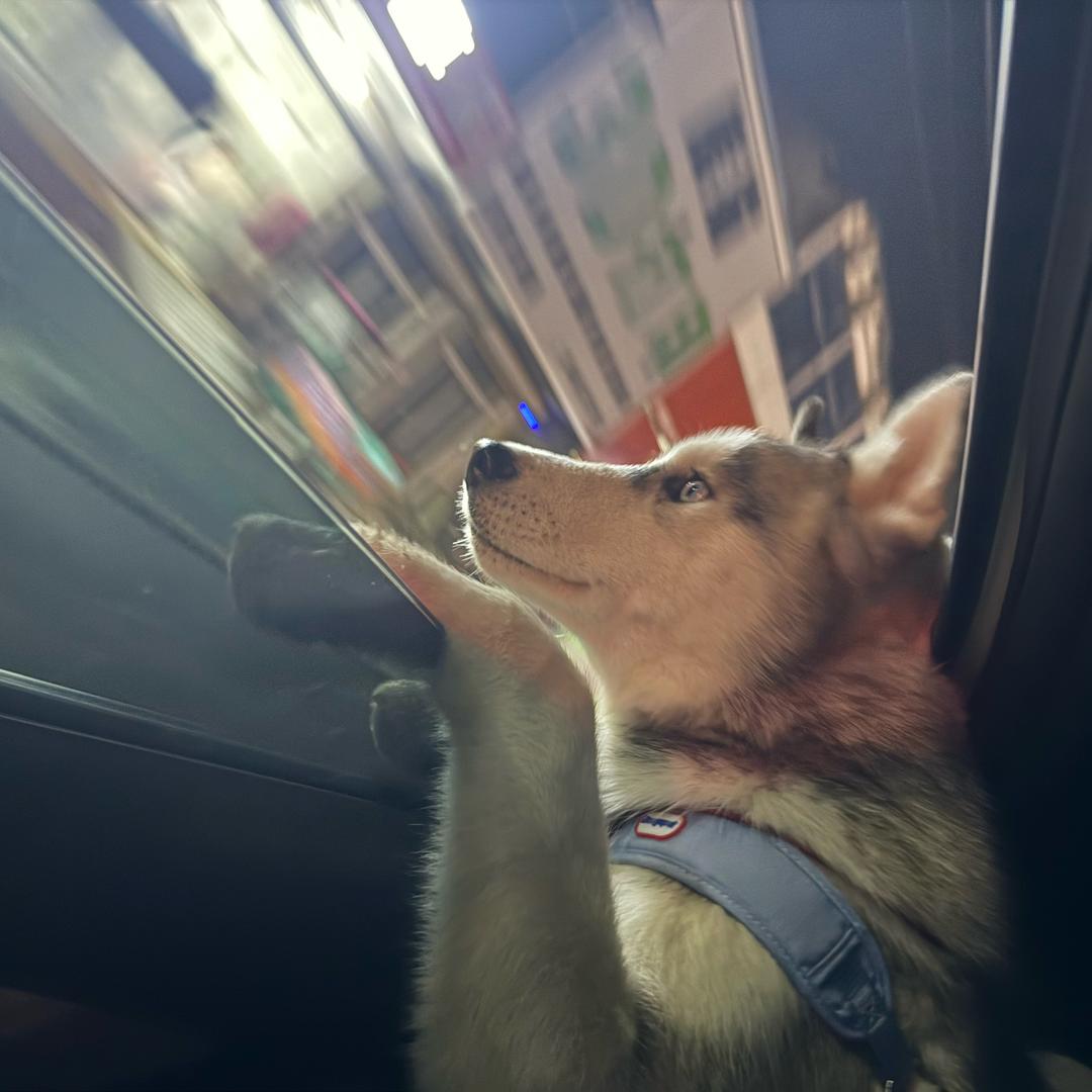 端午吖吖吖吖吖