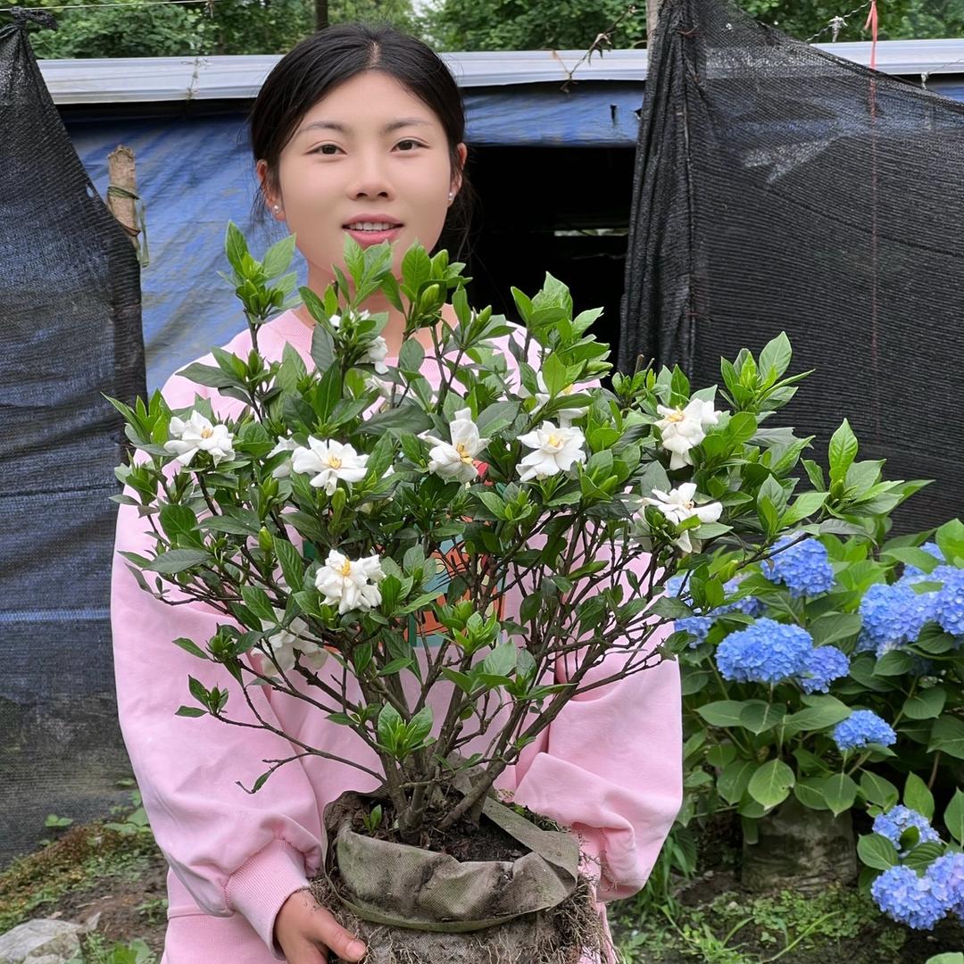 何燕子花店