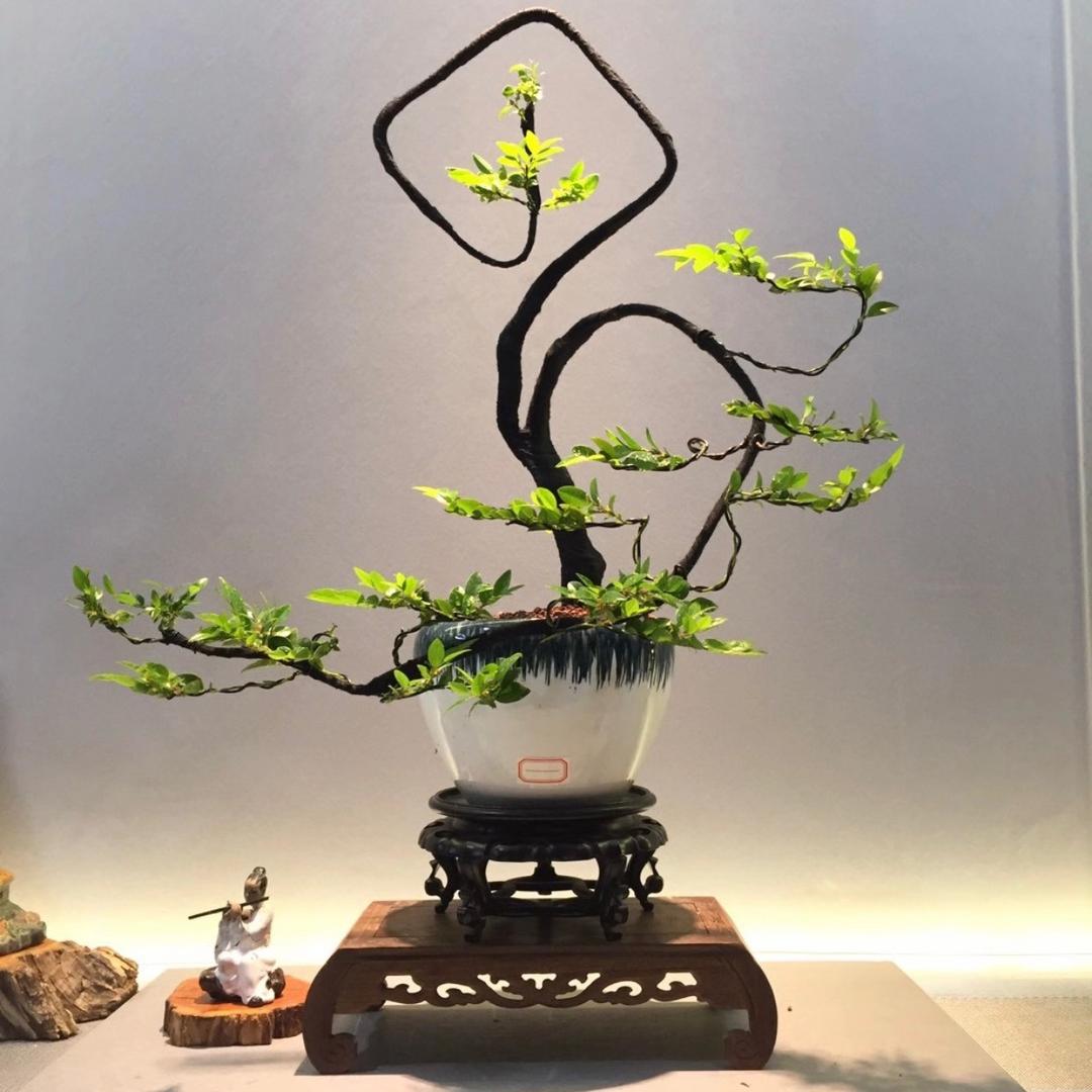 品艺堂盆景一一总产批售