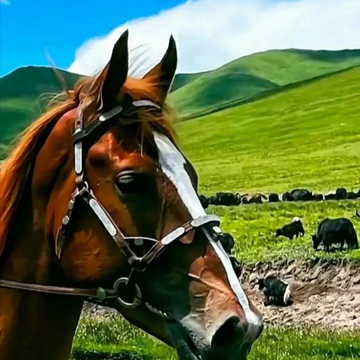 A-࿐གཡུ་ལོ།