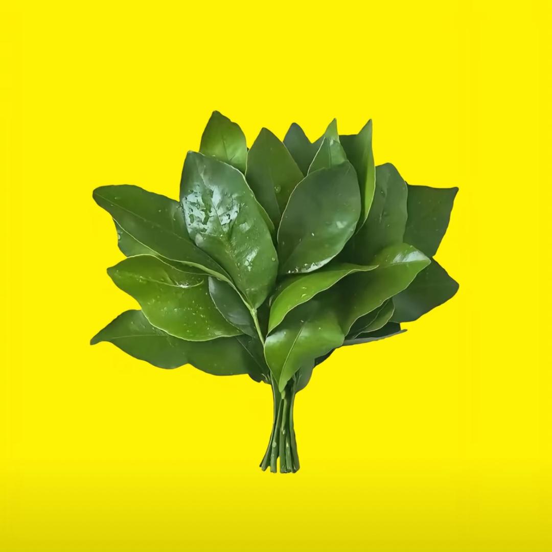 披着凉皮的狼