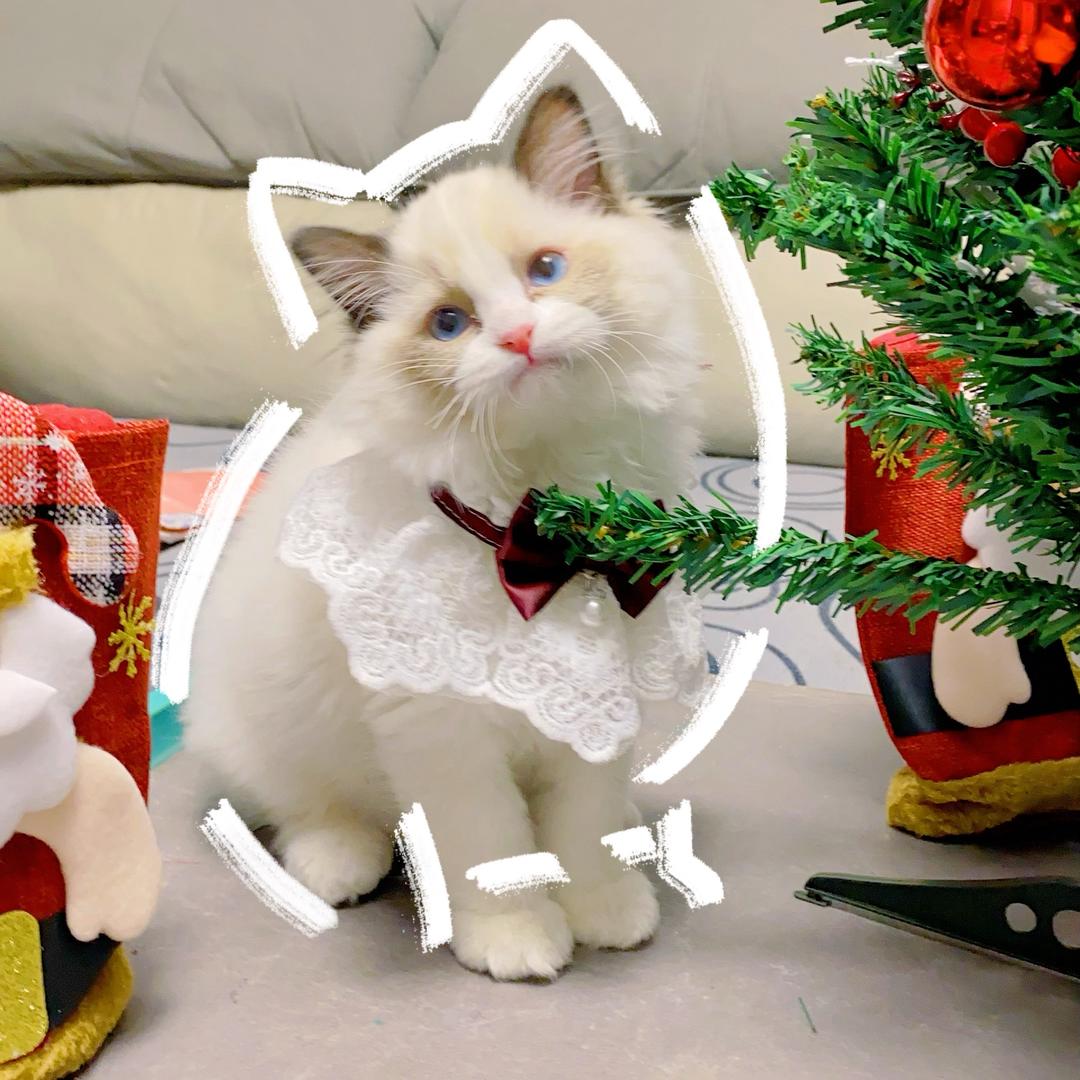 朵朵是只小奶猫