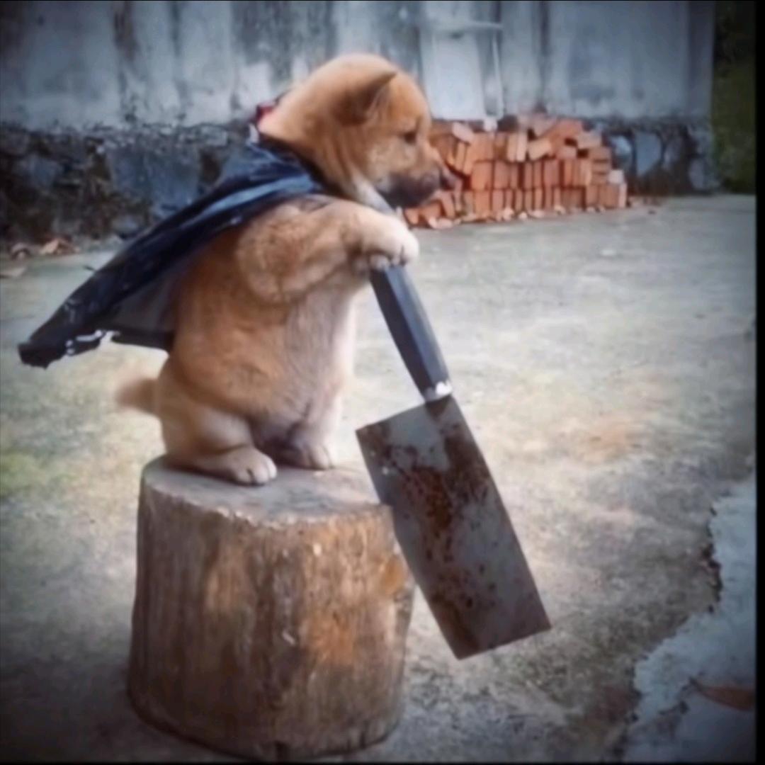 潇洒的小狗狗
