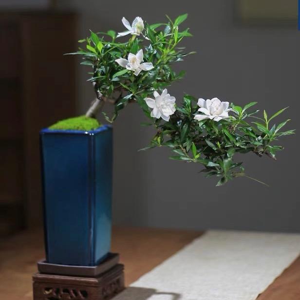 花草轩