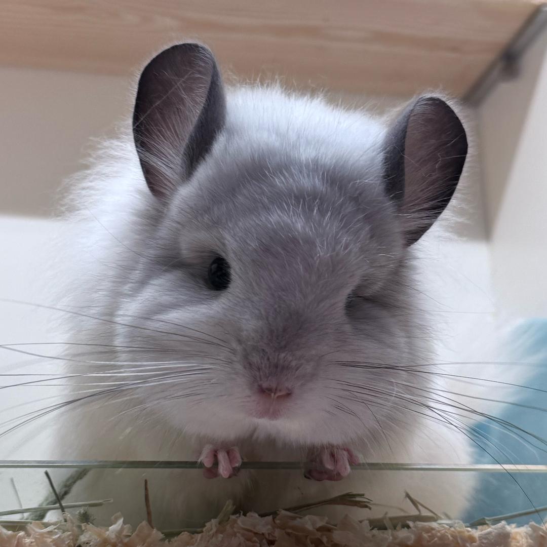 菠萝家的小可爱