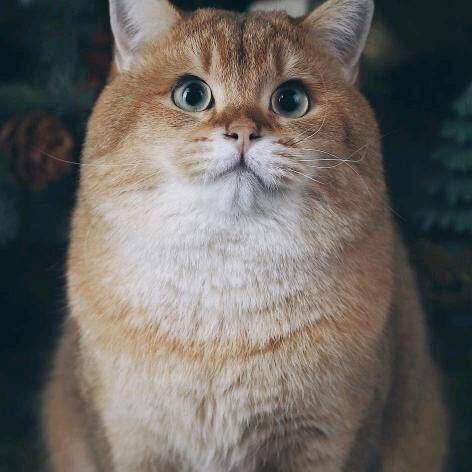 咆哮的鸭子