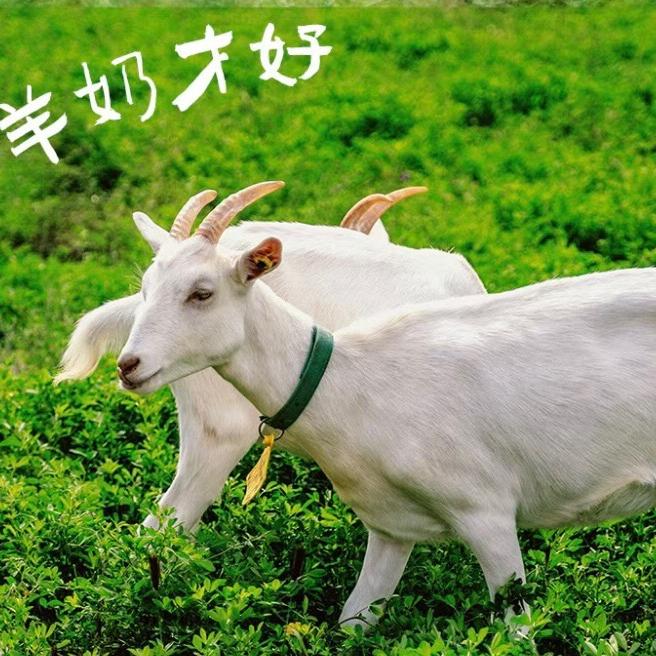 羊奶部落富平羊奶粉