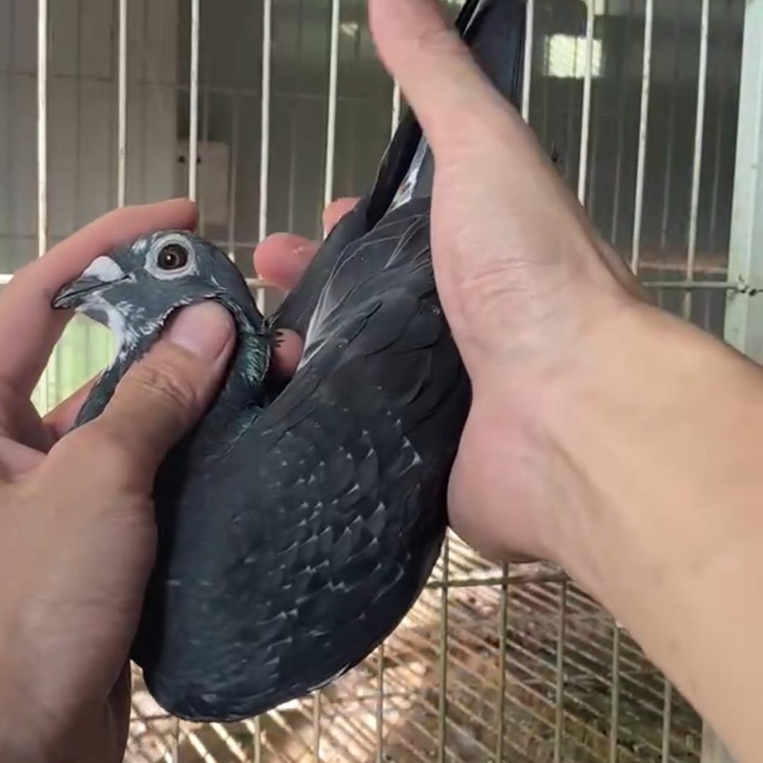 强鸽舍🕊️跃龙🕊️幕利门