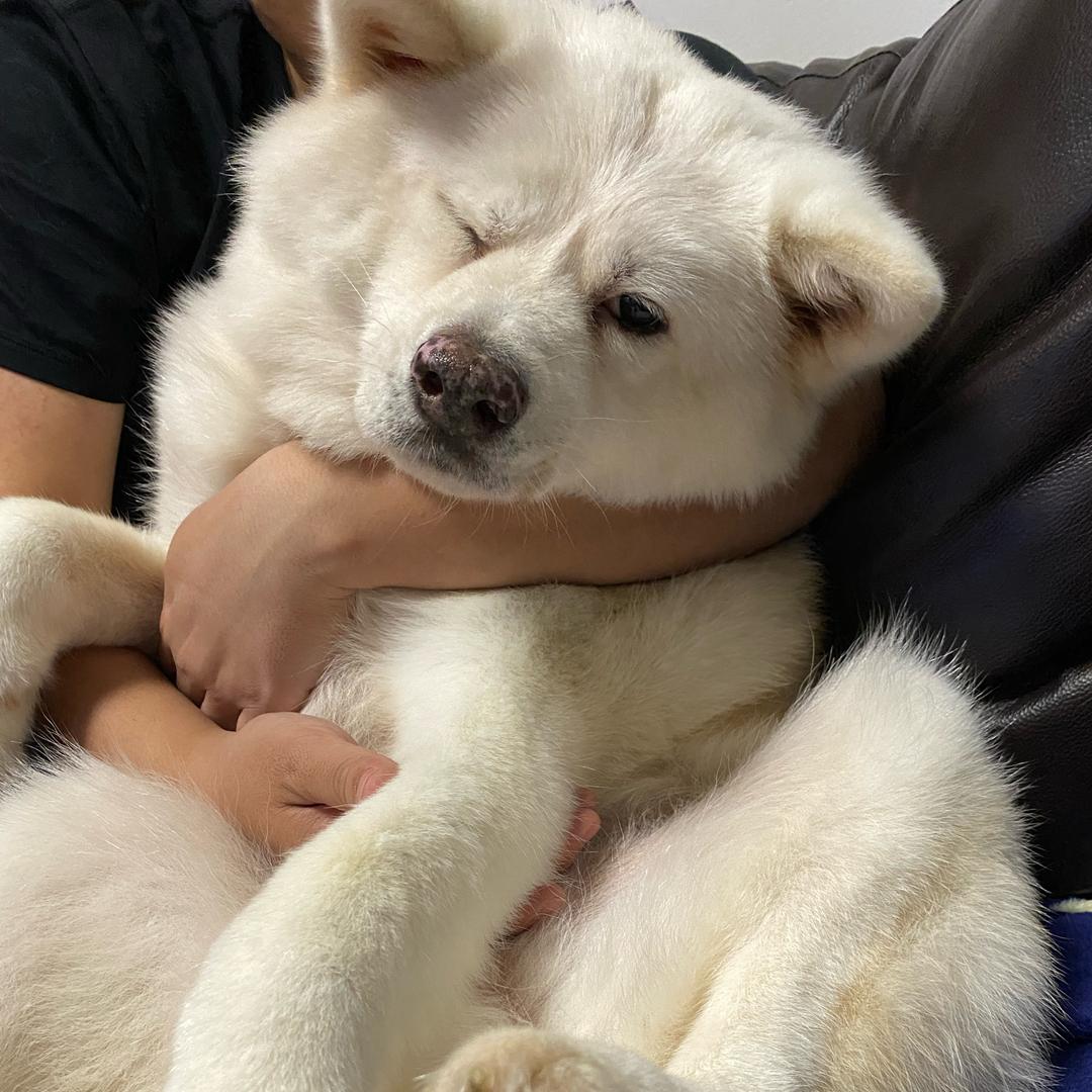 秋田犬大头的退休生活