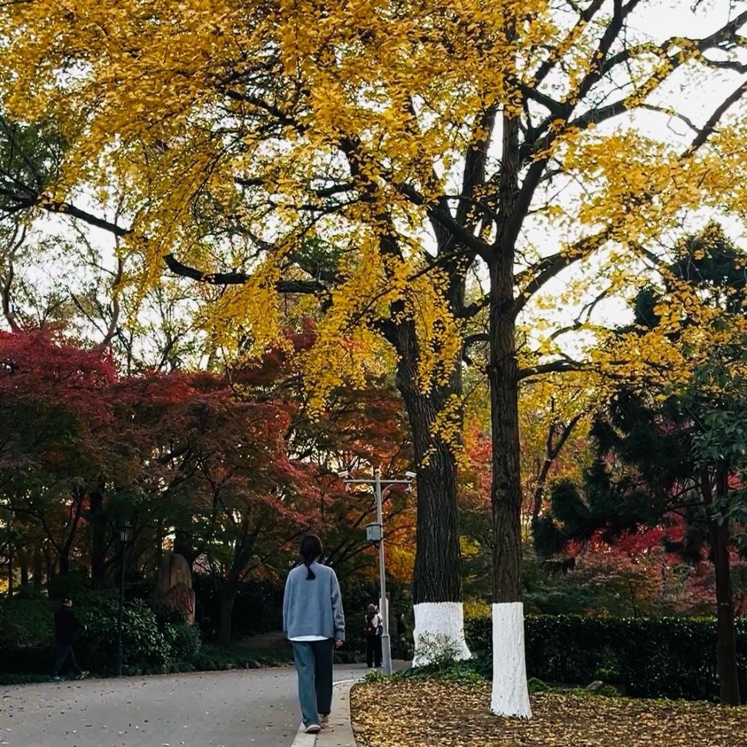 狮子王（狮子座）