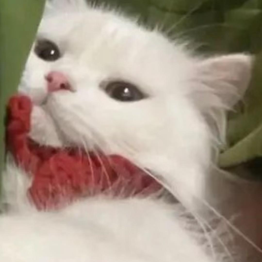 倒霉熊不吃萝卜