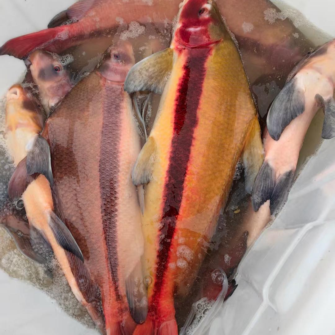 海润水产批发基地