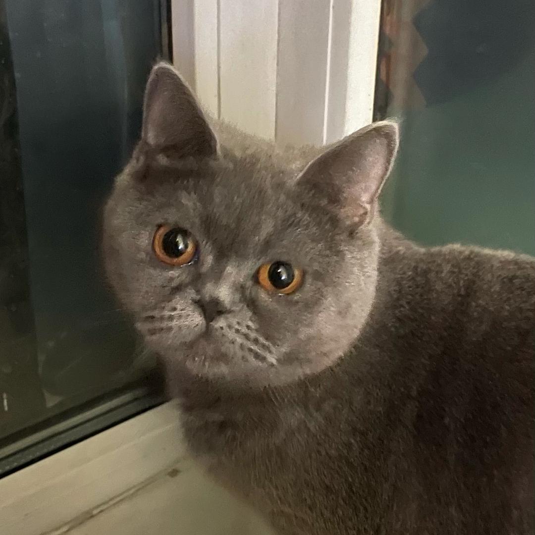🌈我家雨点是只猫