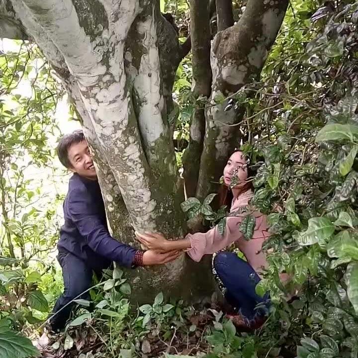 茶农宝兄弟-茗胜茶业