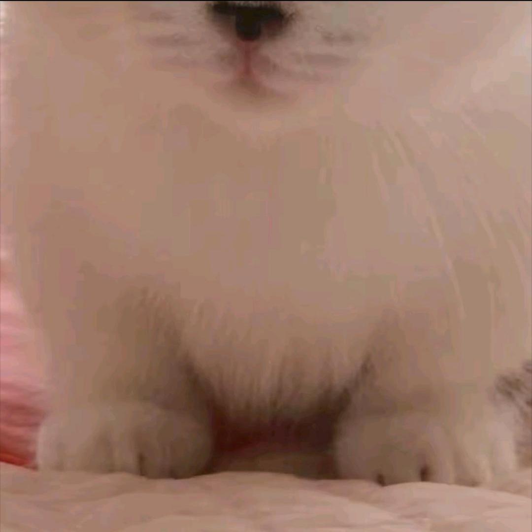 小芒果