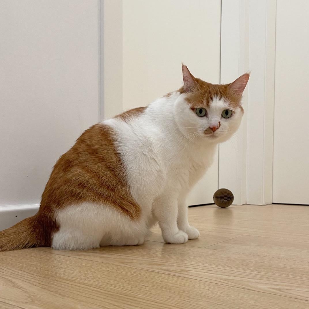 哈哈是只猫